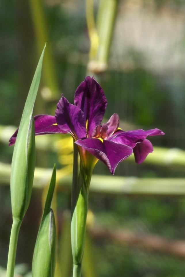 ミドルタウン Backyard Garden Oasis Bed & Breakfast エクステリア 写真