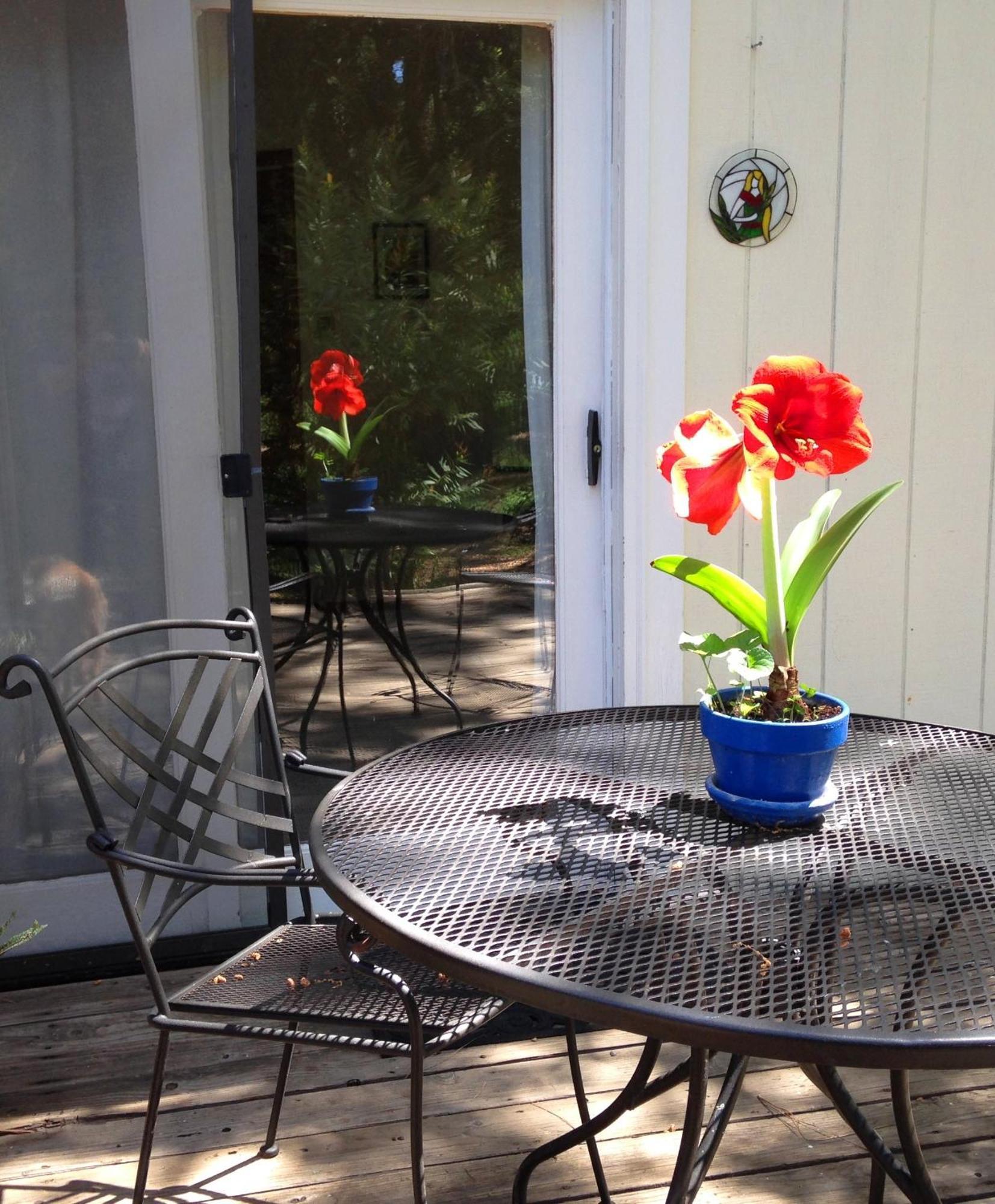 ミドルタウン Backyard Garden Oasis Bed & Breakfast エクステリア 写真